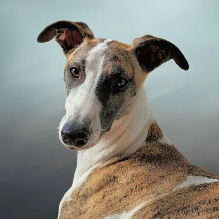 Zeus - Wellbeing Ambassador